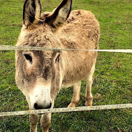 Lagalerne Nocleg ze śniadaniem