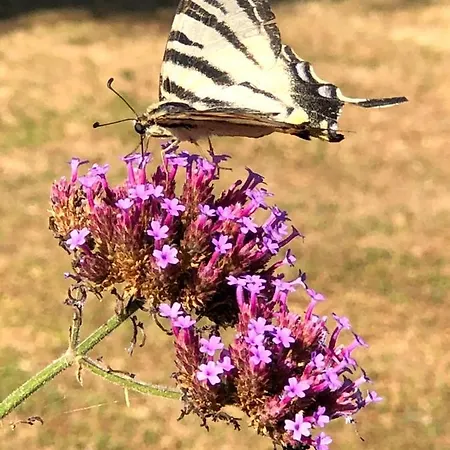 Nocleg ze śniadaniem Lagalerne 3*