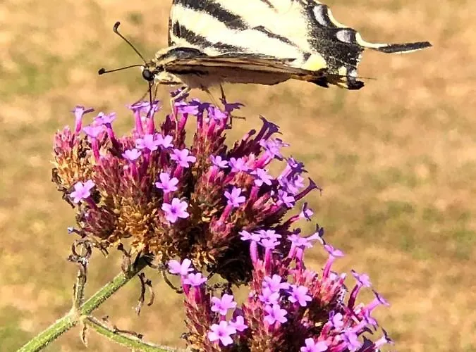 Couette-café Lagalerne 3*
